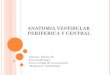 Anatomia Vestibular Periferica y Central