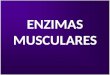 ENZIMAS MUSCULARES