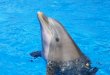 Fotos Dofins Cançó