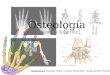 Osteologia del miembro superior