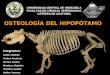 Osteologia  del Hipopótamo