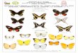 Mariposas Papilionidae & Peridae, Parque Deininger,El Salvador.C.A