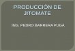 PRODUCCIÓN  DE JITOMATE 1