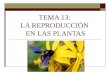 13 reproduccion plantas
