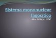 Sistema mononuclear fagocítico - Alba Ballega