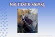 Maltrato Animal (Caninos)