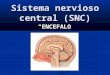 Presentacion sistema nervioso central 3° medio 2011