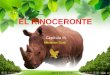 El Rinoceronte cap. 3