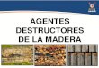 Agentes Destructores Madera 126980