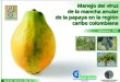 Manejo Del Virus de La Mancha Anular en Papaya