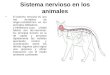 Sistema nervioso en los animales