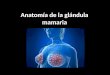 Anatomía de la glándula mamaria