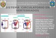 Sistema circulatorio en vertebrados