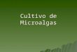 Algas Y Cultivo De Microalgas