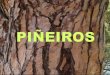 Piñeiros (Pinus pinaster e outros)