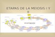 Etapas de la meiosis i y ii