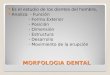 Morfologia Dental
