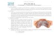 anatomi y fisiología de la pleura y pulmon + bibliografia
