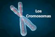 Cromosomas y división celular
