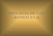 BIOLOGIA DE LOS ANIMALES II. Características de los cordados 1) Notocorda: varilla semirígida que se extiende a lo largo del cuerpo entre el tubo digestivo