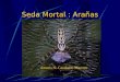 Seda Mortal : Arañas Amaris N. Caraballo Marrero