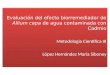 Evaluación del efecto biorremediador de Allium cepa de agua contaminada con Cadmio Metodologia Cientifica III López Hernández María Siboney Evaluación