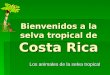 Bienvenidos a la selva tropical de Costa Rica Los animales de la selva tropical