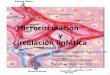 Microcirculación y circulación linfática Capítulo 17 Dra. Aileen Fernández Ramírez M.Sc. Profesora catedrática Departamento de Fisiología Escuela de Medicina,