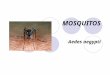 MOSQUITOS Aedes aegypti. GENERALIDADES Mosquitos PHILUM: Artrópodos CLASE: Insecta ORDEN: Díptera FAMILIA: Culicidae SUBFAMILIA: Culicinae y Anophelinae