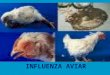 INFLUENZA AVIAR. ANTECEDENTES H5N1 es una cepa altamente patógena de gripe aviar. La primera aparición de este tipo de gripe en humanos se dio en Hong