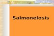 Salmonelosis. Salmonella Pertenece a la familia Enterobacteriaceae Bacilos gram negativos Anaerobios facultativos Flagelos perítricos No desarrollan cápsula