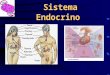 Sistema Endocrino ENDOCRINOLOGIA Rama de la medicina encargada del estudio de la función normal, la anatomía y los desórdenes producidos por alteraciones