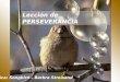 Lección de PERSEVERANCIA Música: Songbird – Barbra Streisand