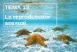 TEMA 13 La reproducción asexual.. La mayoría de los animales y los seres humanos se reproducen sexualmente, es decir, se necesitan dos individuos de diferente