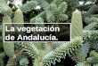 La vegetación de Andalucía.. Cómo es la vegetación. Antes de comenzar esta parte, debemos tener claro qué entendemos por vegetación. vegetación. (Del