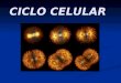 CICLO CELULAR. Estructura y composición de los cromosomas Señala qué cromosomas son metacéntricos, submetacéntricos, acrocéntricos y telocéntricos