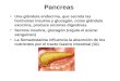 Pancreas Una glándula endocrina, que secreta las hormonas insulina y glucagón, como glándula exocrina, produce enzimas digestivas. Secreta insulina, glucagón