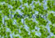 CLOROPLASTOS. Los cloroplastos son los orgánulos celulares que en los organismos eucariontes fotosintetizadores se ocupan de la fotosíntesis. Están limitados