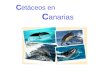 C etáceos en C anarias. El orden de los cetáceos engloba a varias familias de mamíferos marinos como las ballenas, cachalotes, zifios, delfines, orcas
