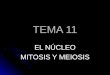 TEMA 11 EL NÚCLEO MITOSIS Y MEIOSIS. EL NÚCLEO Es el centro de control de la célula eucariota Contiene la mayoría del ADN celular Es decir la información