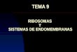 TEMA 9 RIBOSOMAS Y SISTEMAS DE ENDOMEMBRANAS. RIBOSOMAS Es el orgánulo más abundante Da aspecto granuloso al citoplasma Formado por dos subunidades: Grande