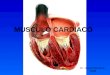 MUSCULO CARDIACO Dr. Jorge Chamorro. 2009. Órgano principal del aparato circulatorio. Músculo estriado hueco que actúa como bomba. CORAZON