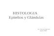 HISTOLOGIA Epitelios y Glándulas Dr. Vittorio Zaffiri M. Agosto 2006
