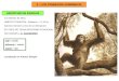 2.- LOS PRIMEROS HOMÍNIDOS ARDIPITHECUS RAMIDUS 4,5 millones de años HÁBITAT FORESTAL, Estatura = 1-1,50 m Caninos menores a los de un chimpancé SE CREE
