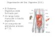 Organización del Sist. Digestivo (S.D.) El Sistema Digestivo está formado por: Un largo tubo muscular o tracto digestivo. Un conjunto de glándulas anexas