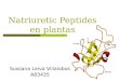 Sussana Leiva Villalobos A83435 Natriuretic Peptides en plantas