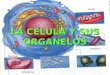 LA CELULA Y SUS ORGANELOS. LA MEMBRANA CELULAR O PLASMATICA Protege la célula, permite el intercambio de materiales entre el citoplasma y el exterior