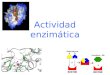 Actividad enzimática. Las enzimas son catalizadores biológicos que disminuyen la energía de activación de las reacciones que catalizan, pero no modifican