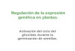 Regulación de la expresión genética en plantas. Activación del ciclo del glioxilato durante la germinación de semillas