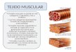 TEJIDO MUSCULAR El tejido muscular se divide en tres categorías: Esquelético, liso y cardíaco. Las tres categorías desempeñan función de conductividad